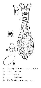 Haigh, S B (1965): Journal of the Quekett Microscopical Club 30 p.40, fig.4D-H